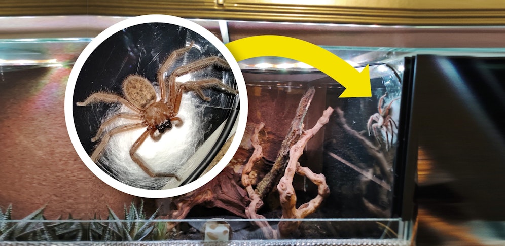 Kylie fühlt sich in ihrem Wiener Terrarium sehr wohl, sie hat bereits einen Kokon gesponnen.&nbsp;