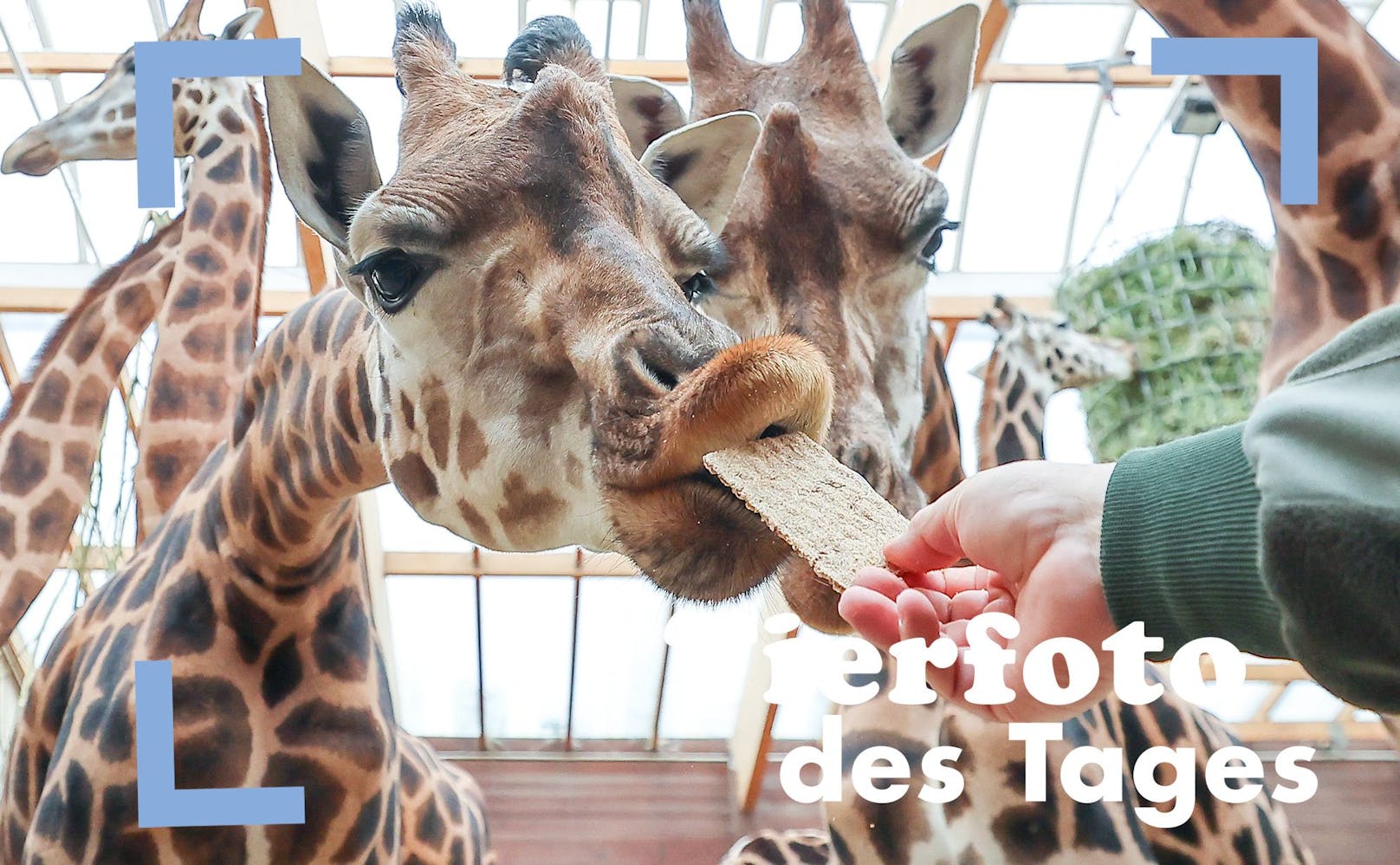 Im Zoo von Leibzig wird das jüngste Mitglied der Giraffenherde auf den Namen "Niara" getauft. Damit den Großen dabei nicht langweilig wird, bekommen sie zwischendurch eine Scheibe Knäckebrot. 