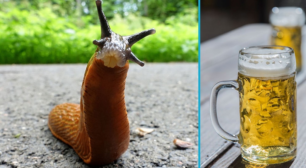 Dieses kleine Tier hat einen riesengroßen Appetit - auch auf Hopfen und Malz.