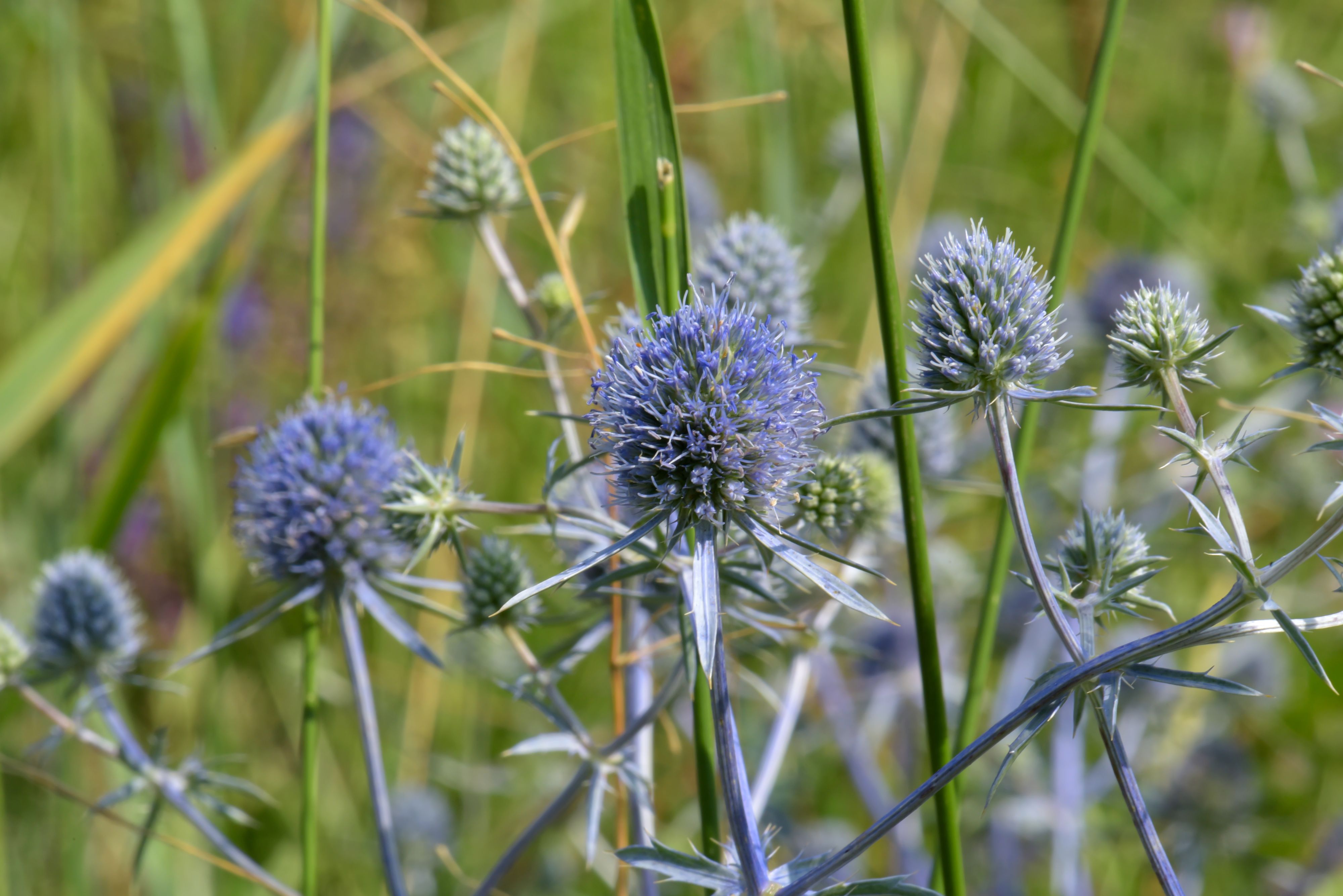 Die blaue Edeldistel – somit will sich die FPÖ, nicht zuletzt angesichts des Liederbuchskandals, von nationalsozialistischem Gedankengut distanzieren. 
