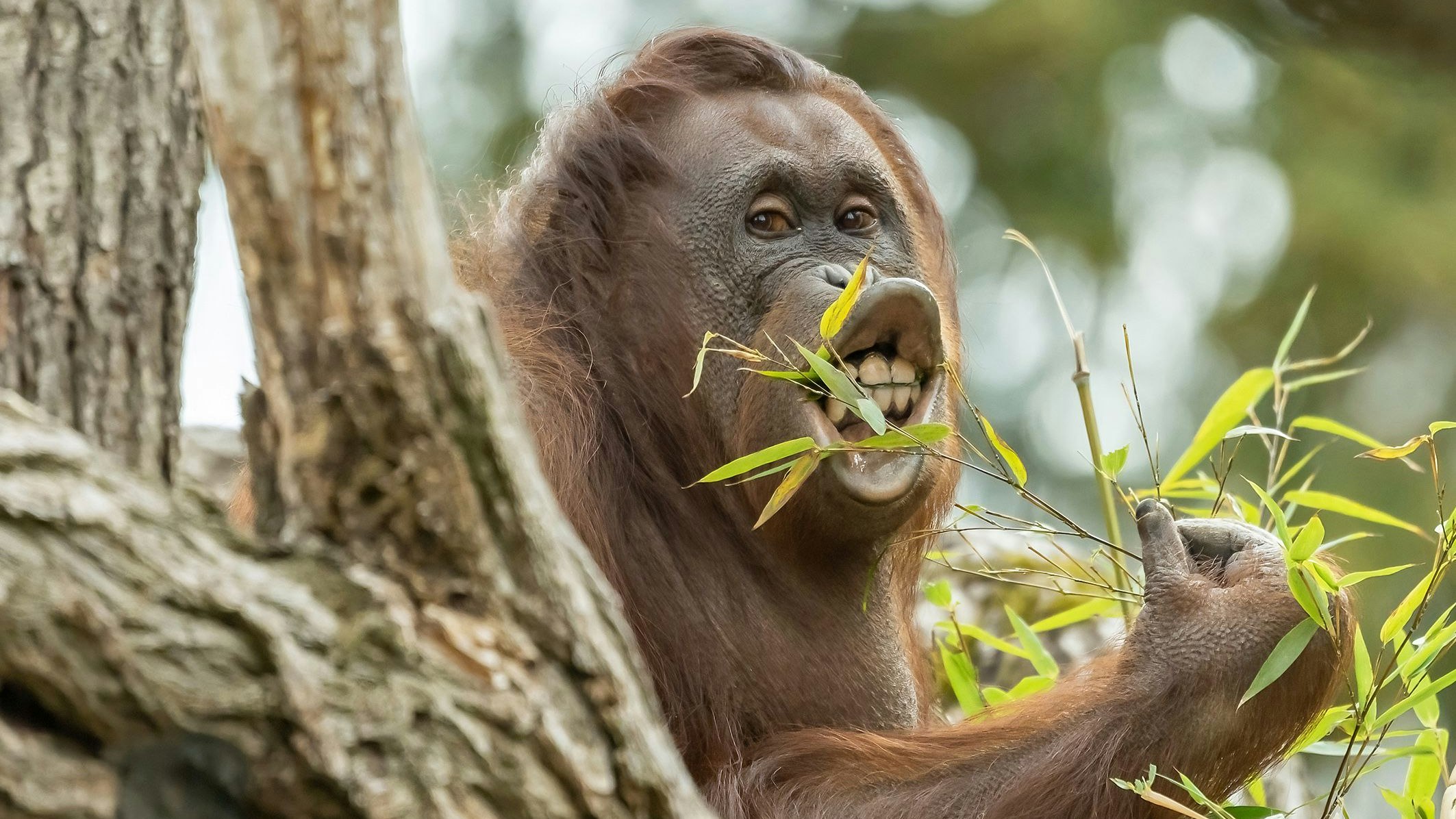 Orang-Utans genießen den Frühling in Schönbrunn.