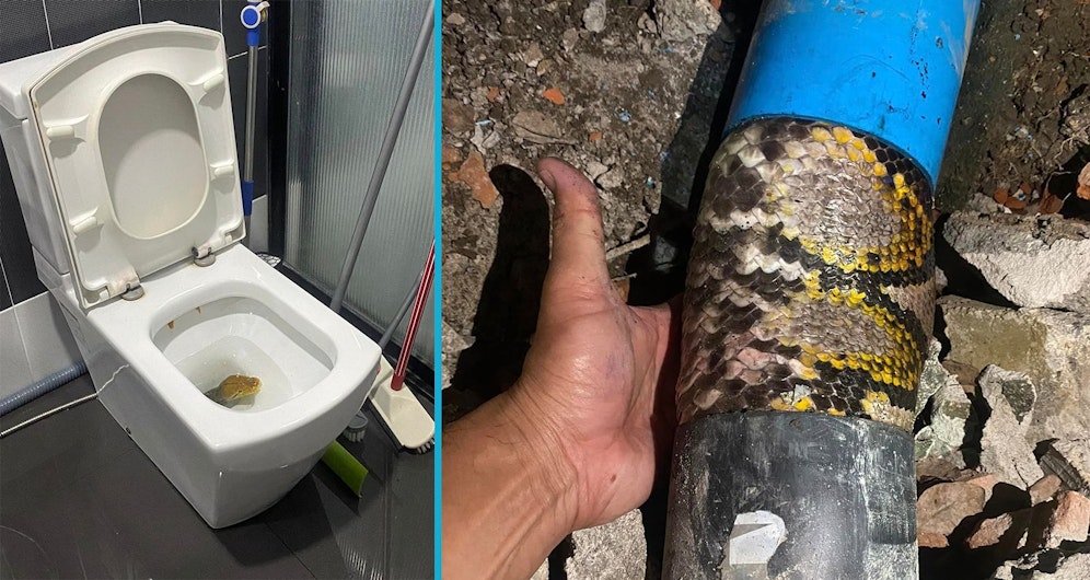 Guck, Guck! Dieser Python hätte auf eigene Faust gar nicht mehr aus dem Klo rauskriechen können. 