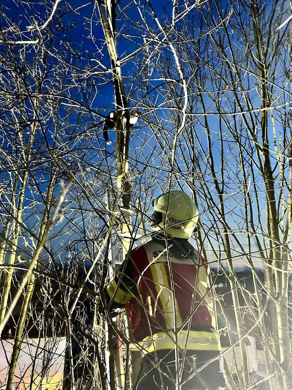 Die Feuerwehr holte den kleinen Abenteurer wieder auf den sicheren Boden zurück.
