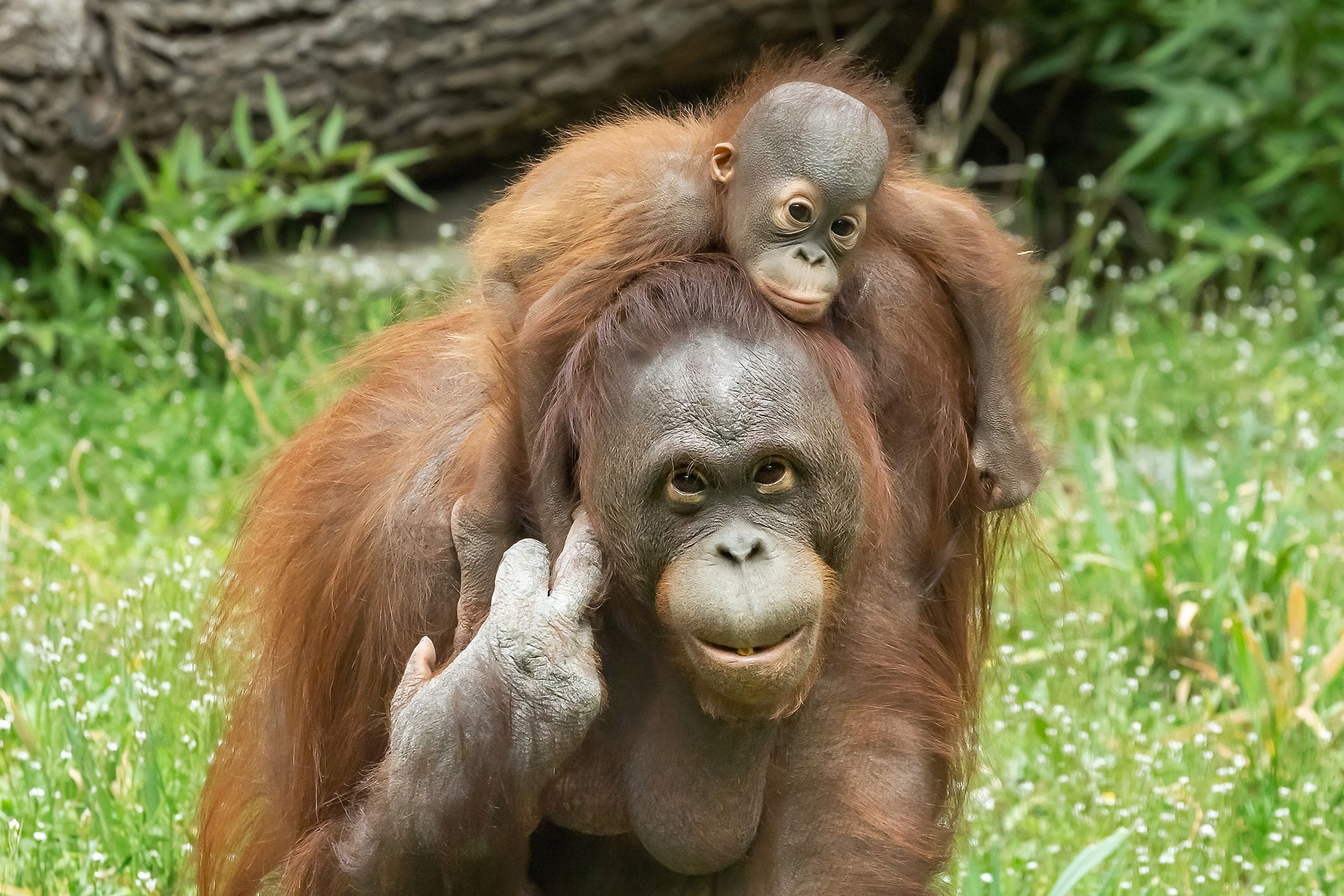Besonders der Nachwuchs bei den Orang-Utans war erfreulich. 