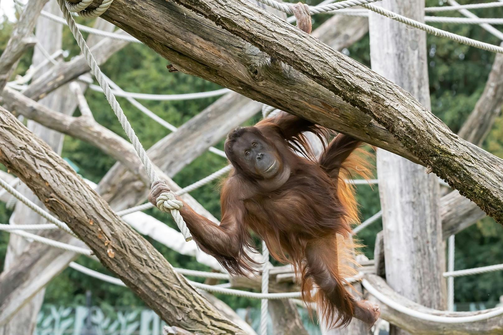 Orang-Utans leben auf den Inseln Borneo und Sumatra. Leider werden dort die Waldflächen immer weniger – und damit auch die Orang-Utans.