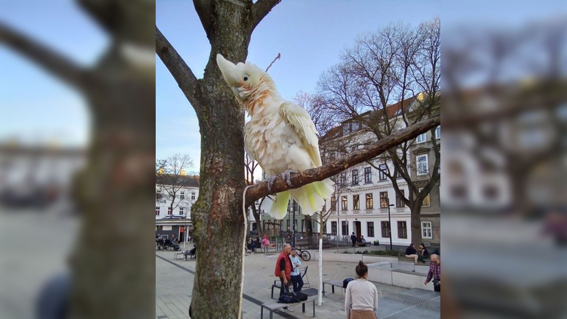 Der Kakadu wurde am Mittwoch zu Mittag am Johann Nepomuk-Vogl-Platz gesichtet. 