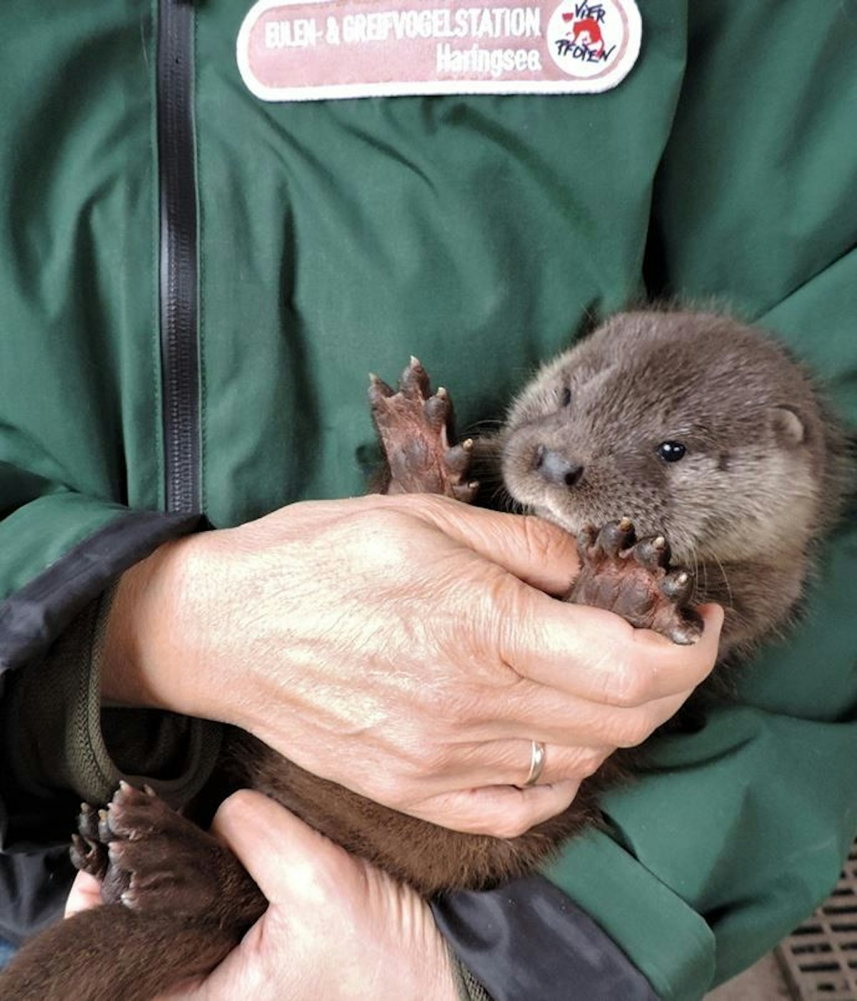 Fischotter-Baby "Rudi" wurde in der Auffangstation gepflegt.
