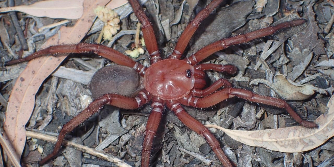 Australia reveals discovery of colossal spider species