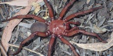 Riesige neue Spinnenart in Australien entdeckt