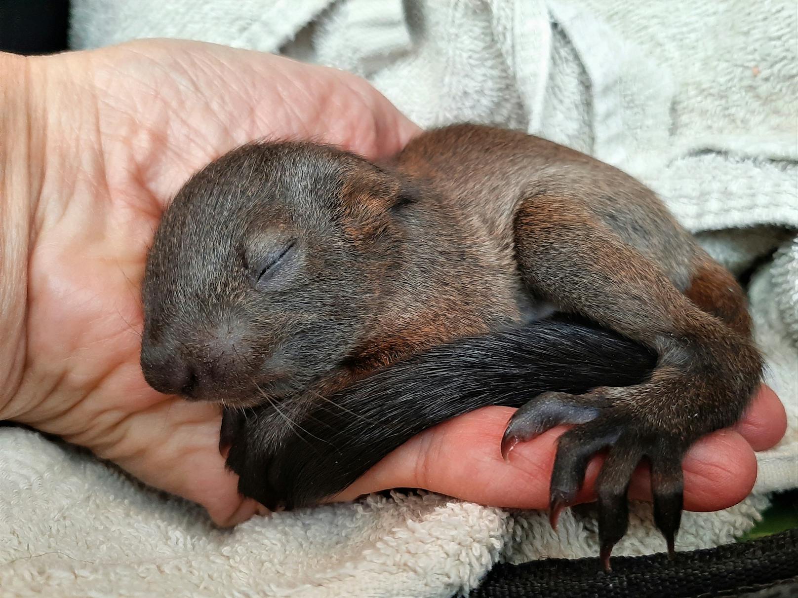 Sturm fegt Eichhörnchen-Baby vom Baum - schwer verletzt