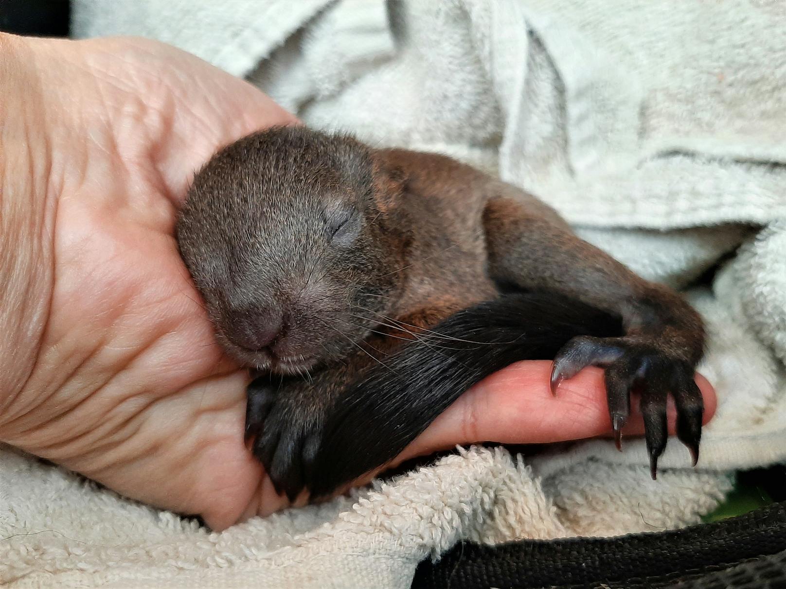 Das Eichhörnchen-Baby wird jetzt in Haringsee gesund gepflegt.