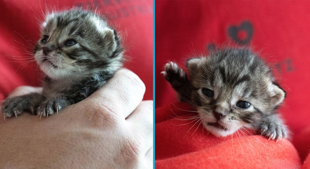 Heute.at - Besondere Aktion für Flaschenkinder im Tierheim