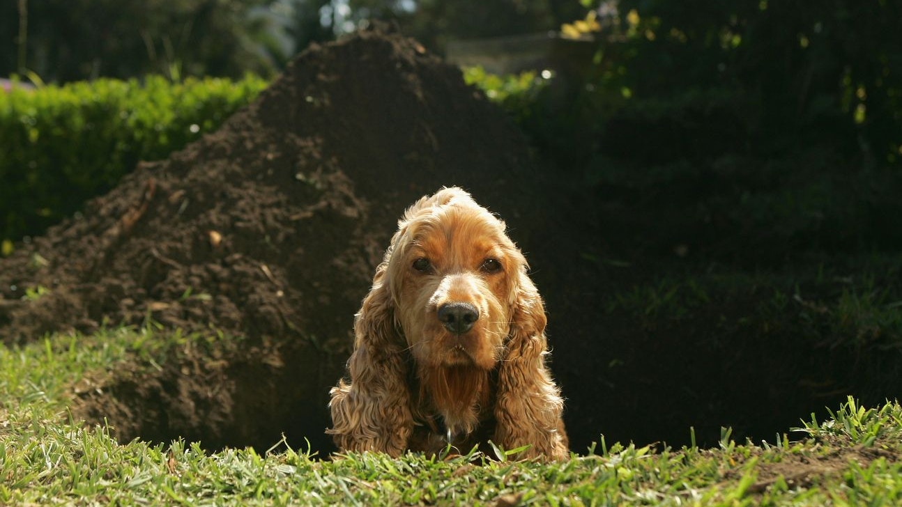 Heute.at - Diese Gefahren lauern auf deinen Hund im Garten