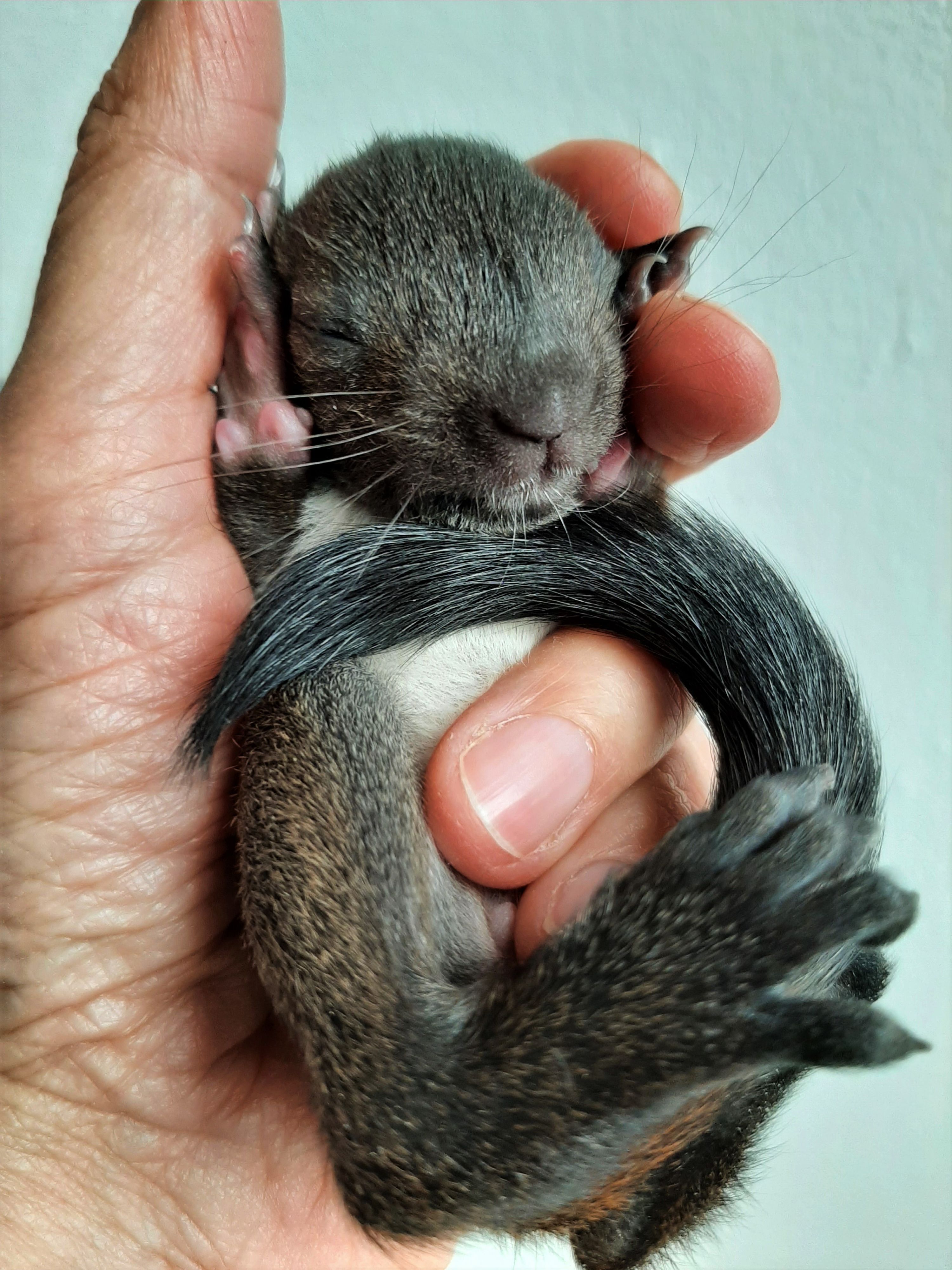 Das Eichhörnchen erlitt Prellungen und eine aufgeschlagene Nase.