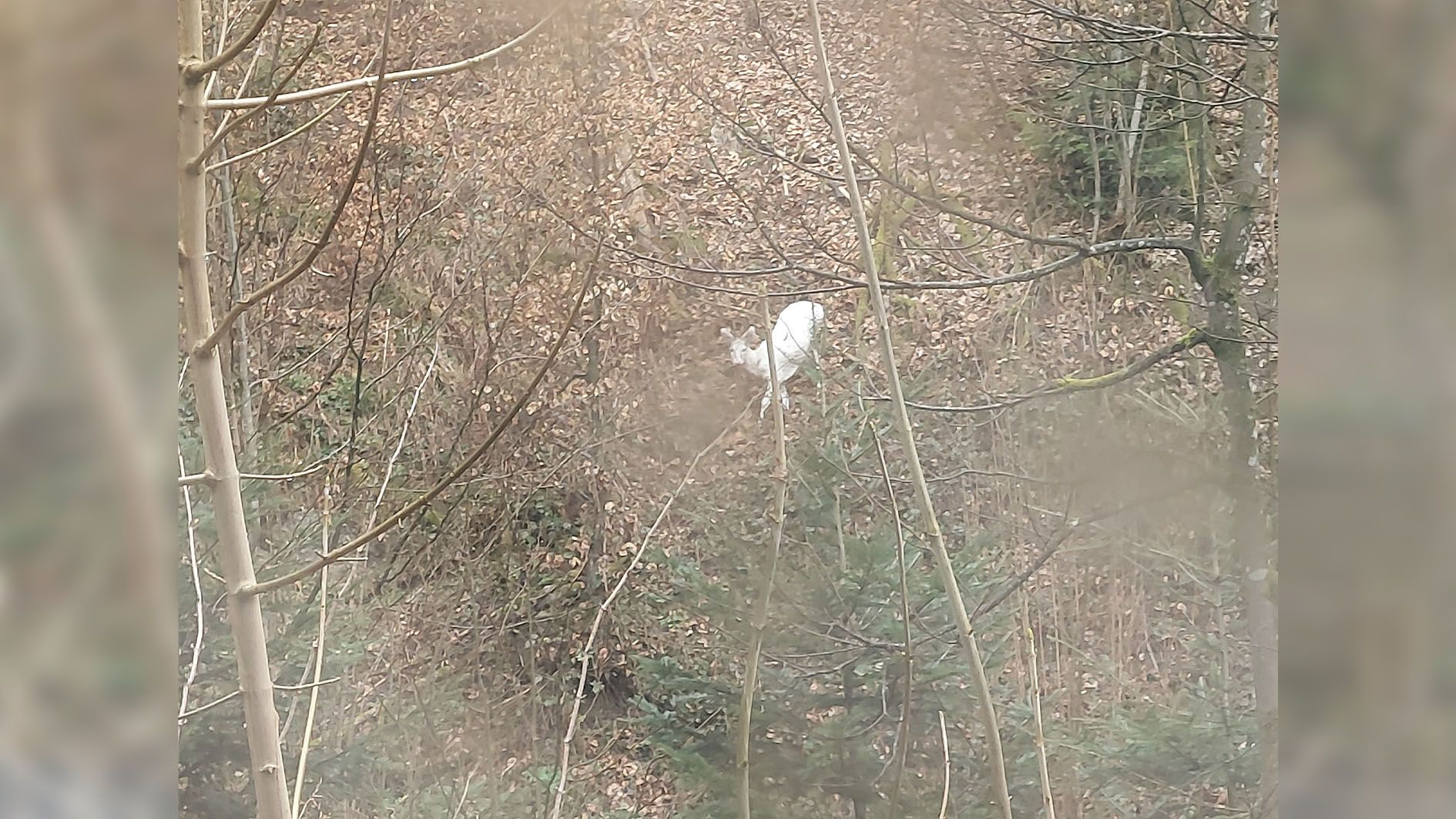 Weiße Rehe sind zwar eine Seltenheit, dabei haben sie jedoch eine Pigmentstörung. 