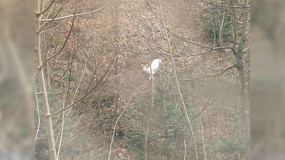 Weiße Rehe sind zwar eine Seltenheit, dabei haben sie jedoch eine Pigmentstörung. 