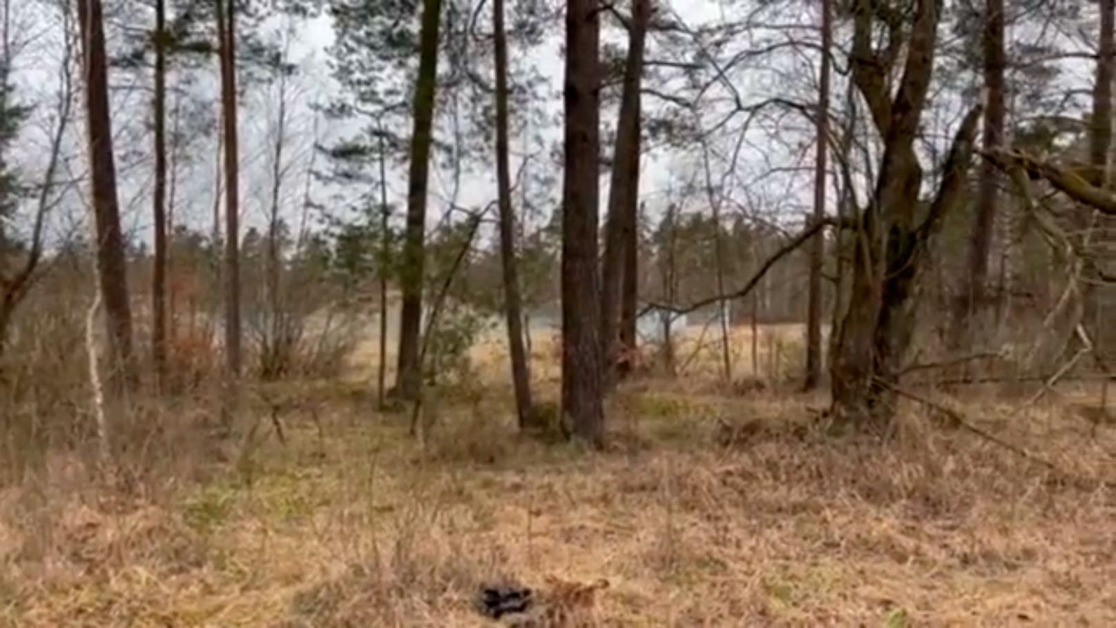 Schau gut hin! In diesem kleinen Waldstück verstecken sich zehn ukrainische Kämpfer.