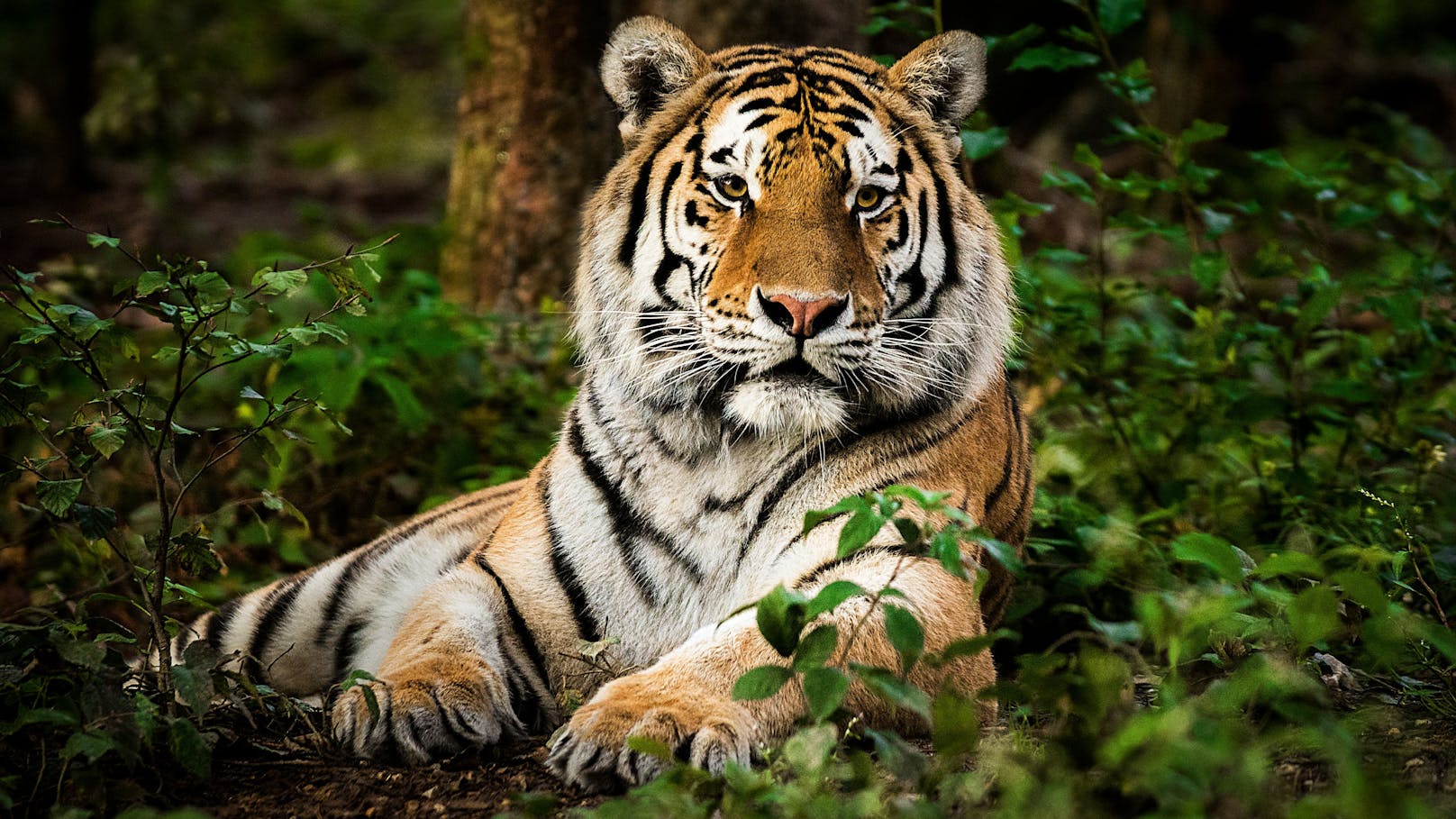 Zwei Tiger sind aus einem Zoo im US-Bundesstaat Georgia entkommen.