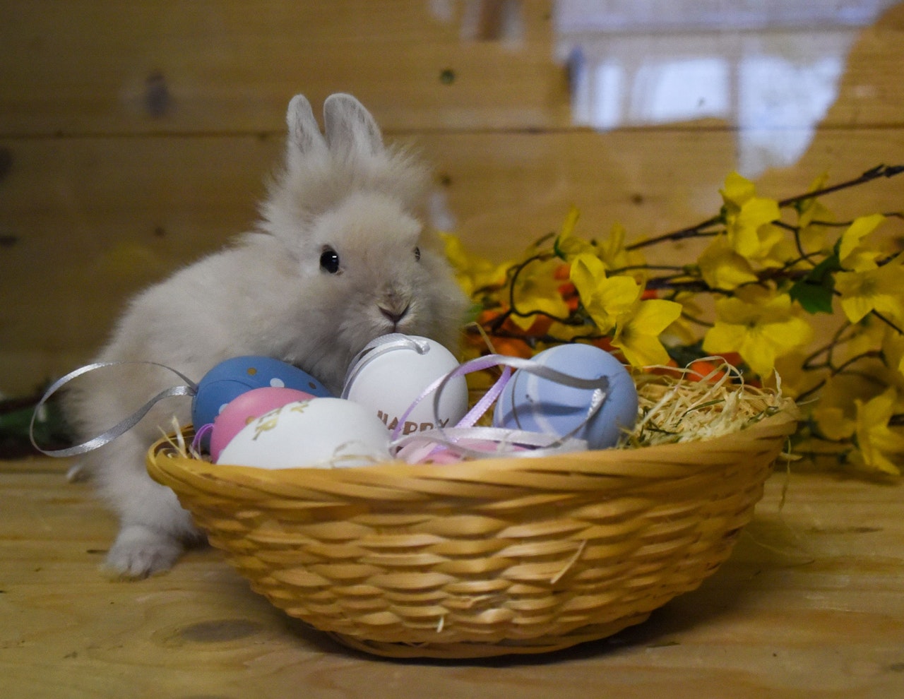 Heute.at - Osterkörbchen-Aktion: Keiner soll hier leer ausgehen