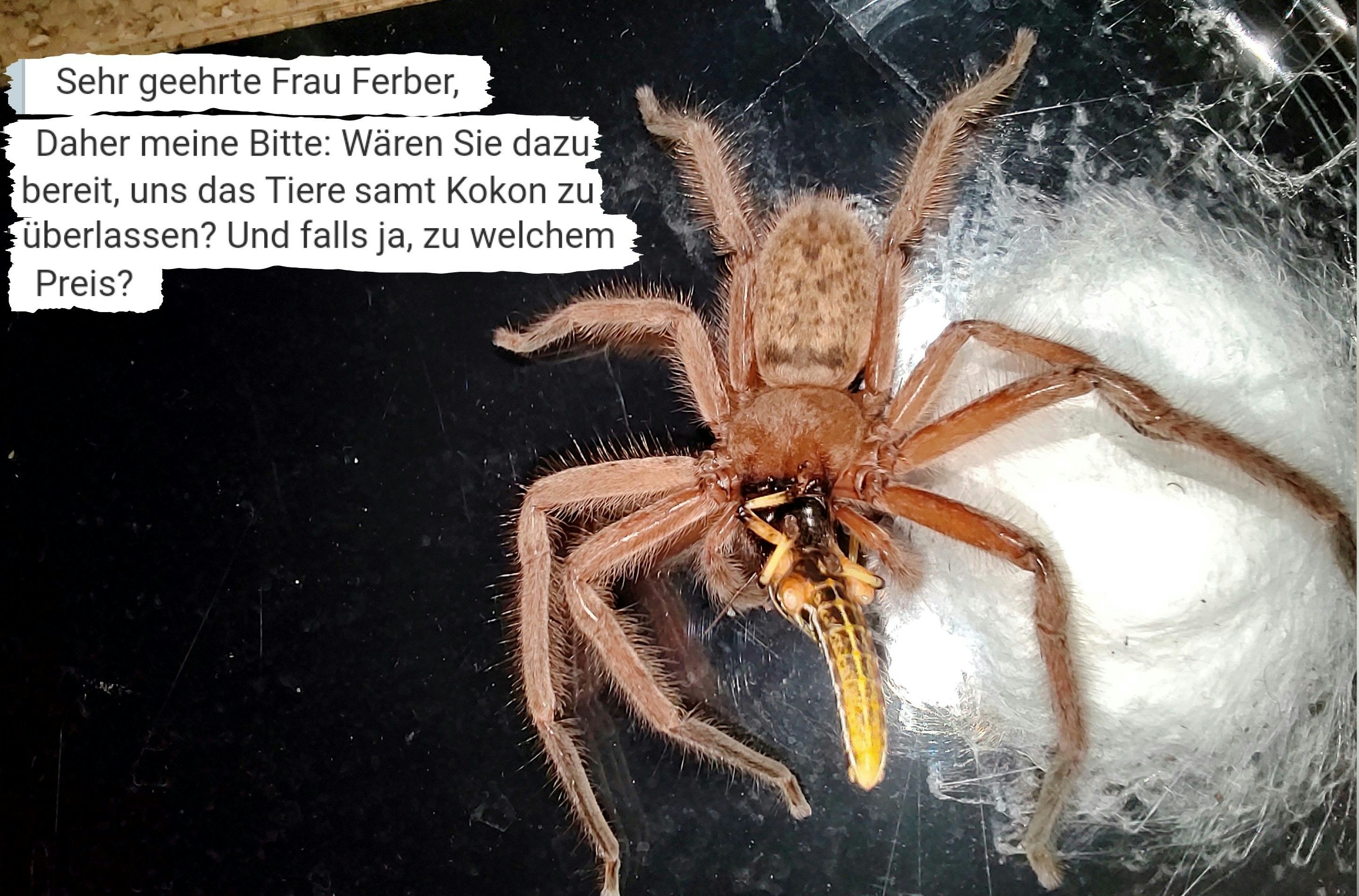 Verein Acht Beinchen Händler