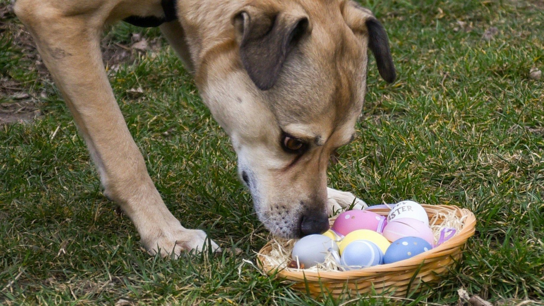 Langsitzer "Erwin" kann sein Osterkörbchen kaum erwarten. 