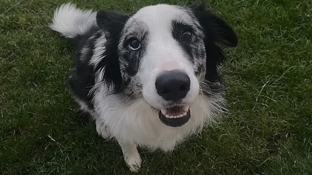 "Sassy" war krank, aber ihr Tierarzt tappte im Dunkeln.