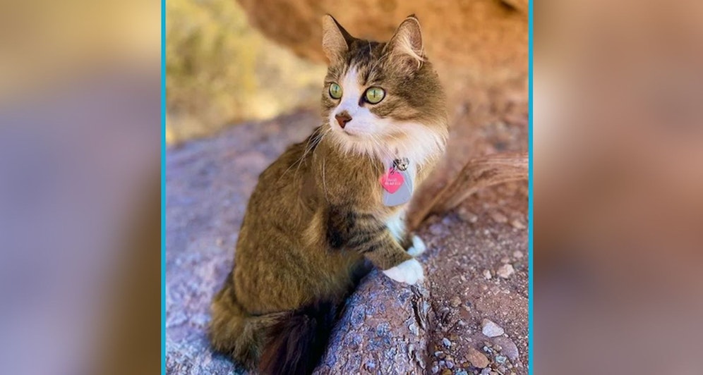 Main Coon Bao Zi ist auf jeder Reise ihrer Frauchen hautnah dabei. 