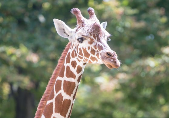Ein Journalist erlaubte sich augenscheinlich einen Spaß und reichte eine Bewerbung für eine Giraffe aus dem Tierpark Schönbrunn ein.