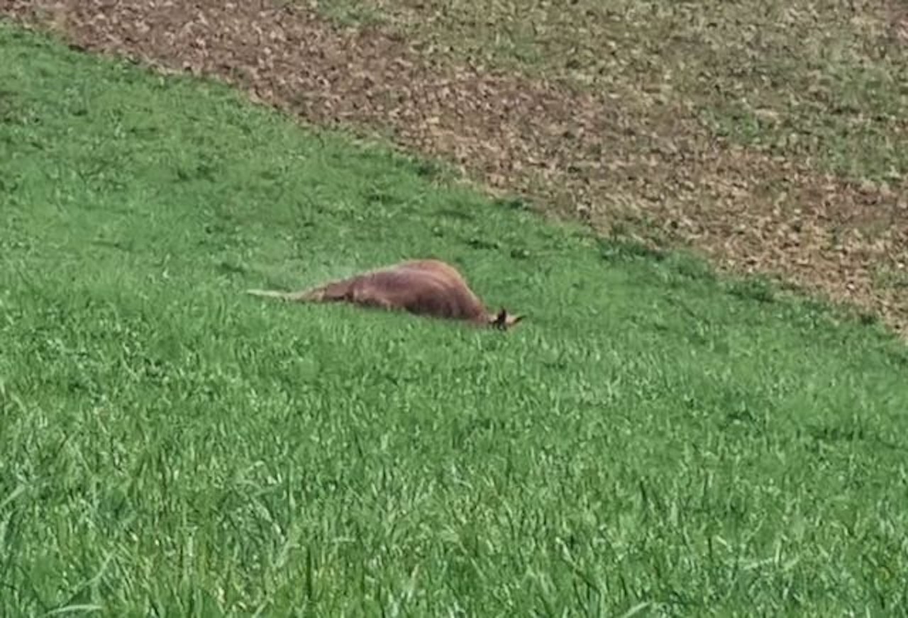 Heute.at - Nach Angriff auf Besitzer: Stier wird getötet