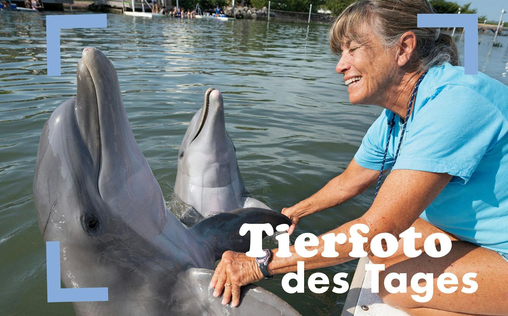 Linda Erb, Vizepräsidentin für Tierpflege und -ausbildung am Dolphin Research Center in den Florida Keys, begrüßt die Großen Tümmler Ranger (l.) und Gypsi (r.) im Dolphin Research Center in Marathon, Florida.