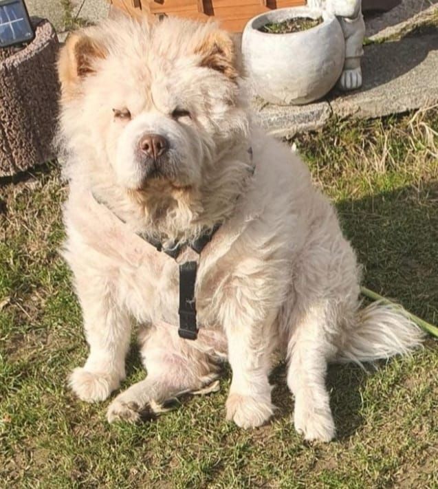 Der Hund kann kaum gehen.