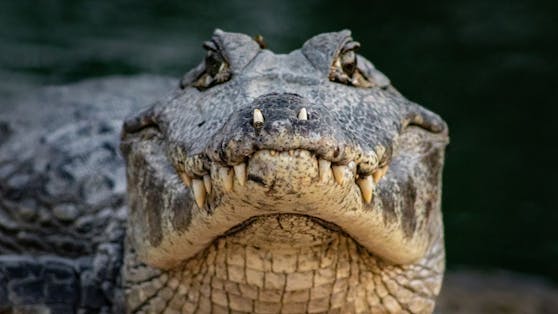 Ein Muschelsammler zeigt anhand eines Videos genau, wie man sich gegenüber einem Krokodil verhalten sollte.