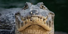 Dieser einfache Trick rettet dich vor einem Krokodil