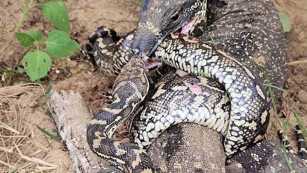 Ein Python hat einen Buntwaran fest 