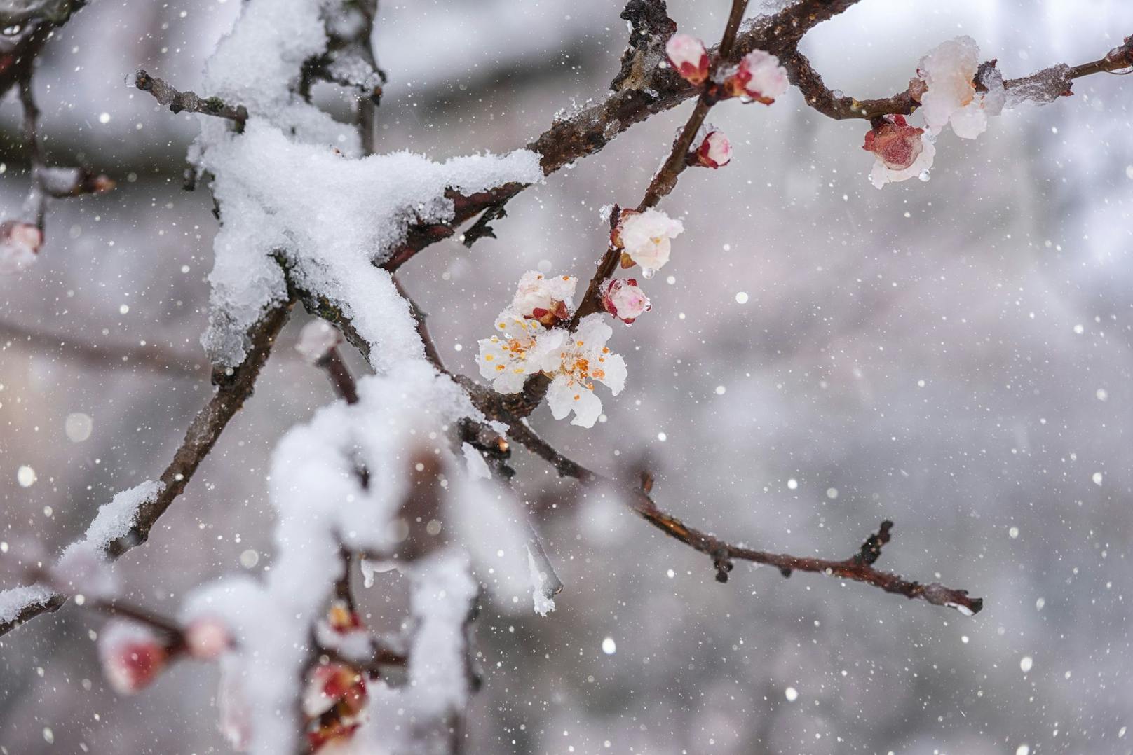 Ausgerechnet zur Marillenblüte brach der Winter mit Eis und Schnee neuerlich über Österreich herein.