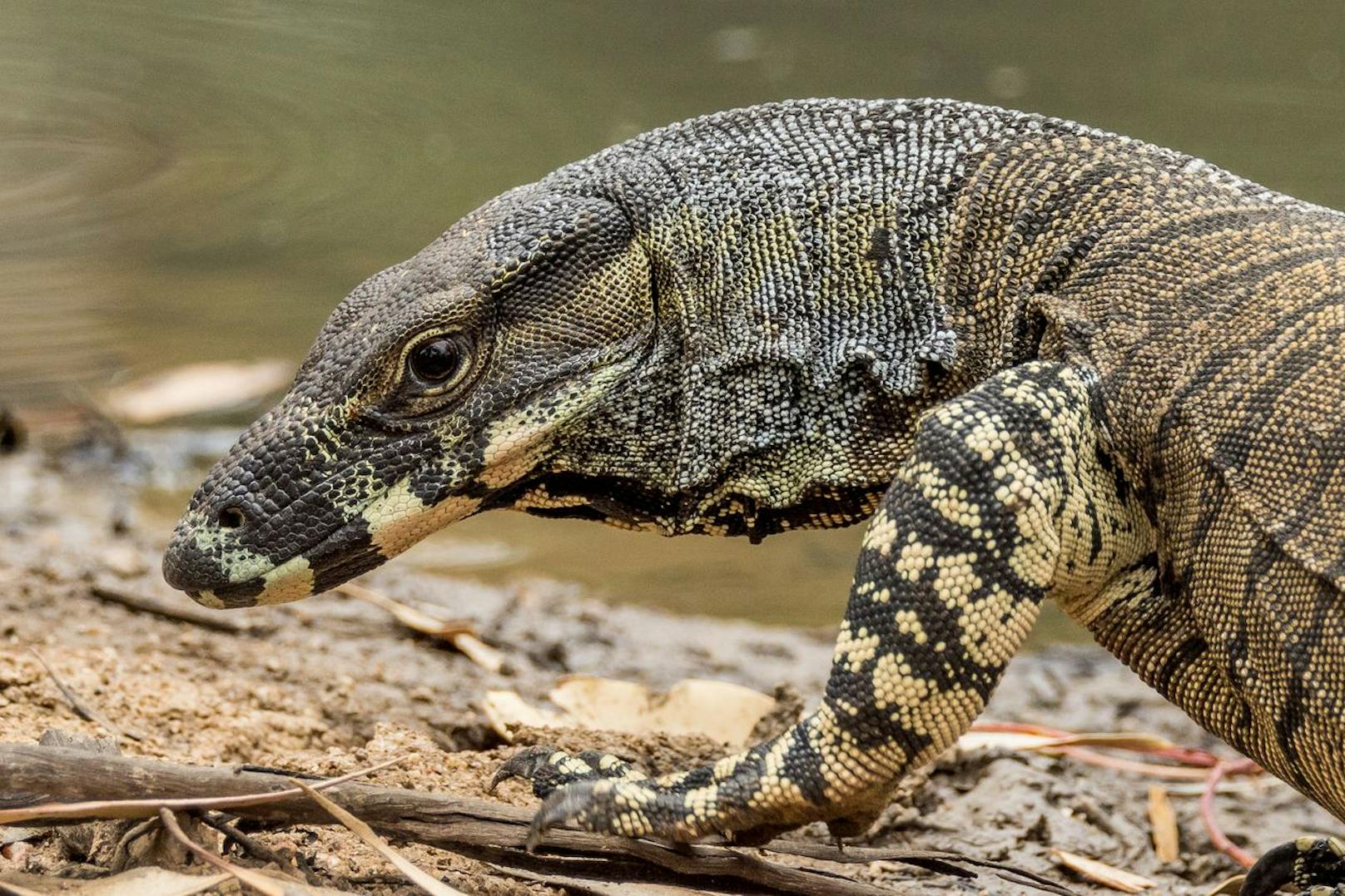 Das Reptil wird bis zu zwei Meter lang und wiegt etwa 14 Kilogramm.