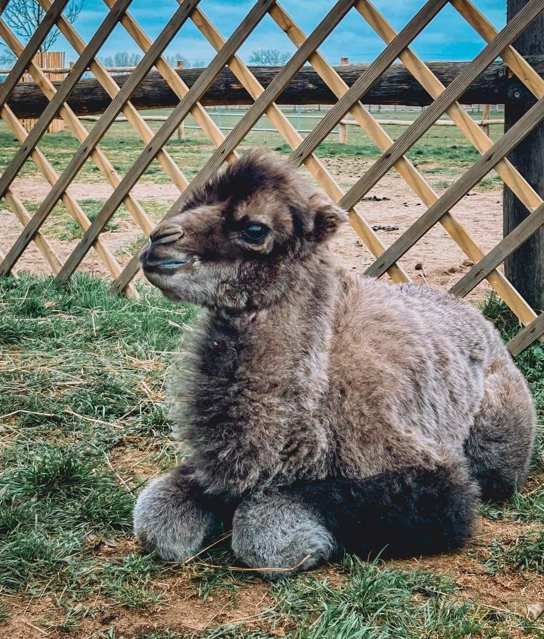 Das Trampeltier-Baby "Bogdan" hat das Licht der Welt erblickt.
