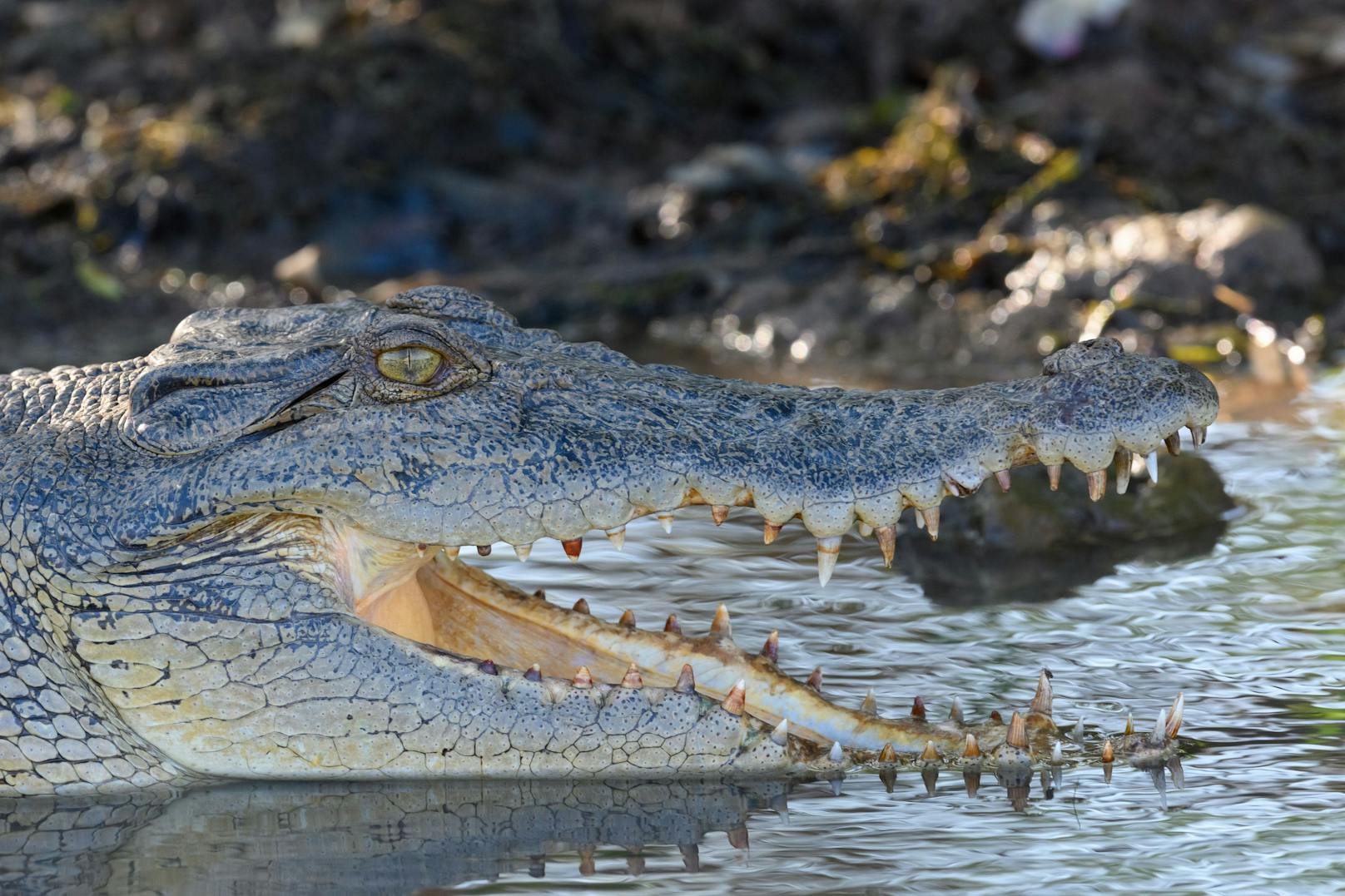 Das Salzwasserkrokodil, oder auch Leistenkrokodil ist das heute größte, lebende Krokodil.