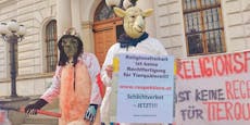 213 Schafe tot: "Religion rechtfertigt kein Tierleid"