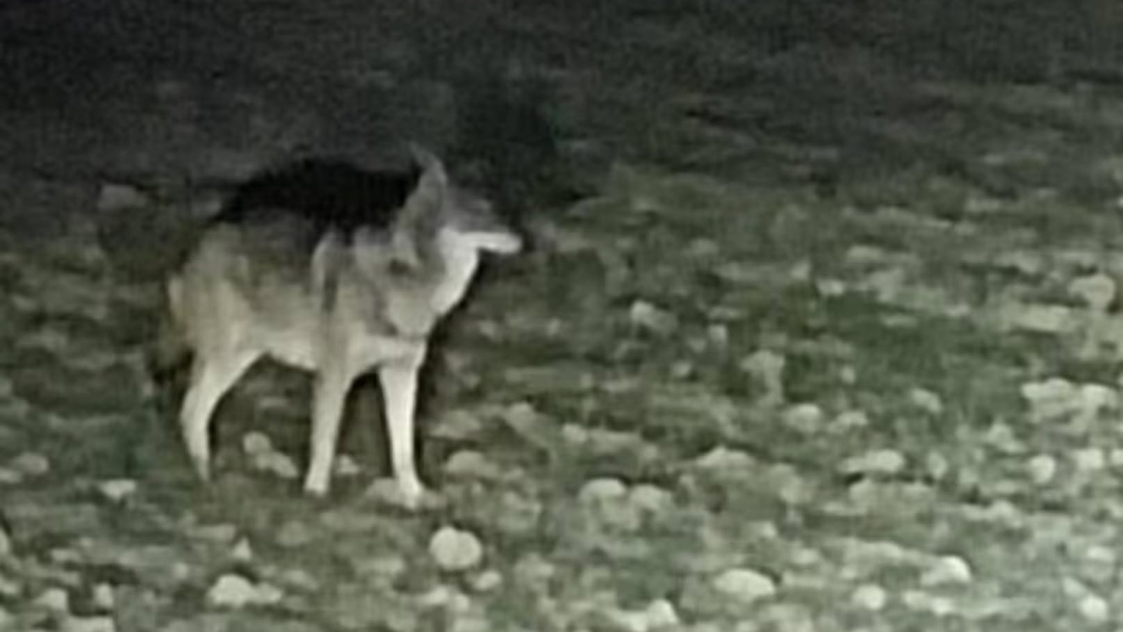 Mysteriöse Umstände – Wolf im Mühlviertel erschossen