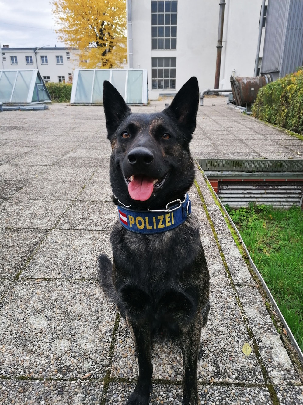 Der Polizeidiensthund 