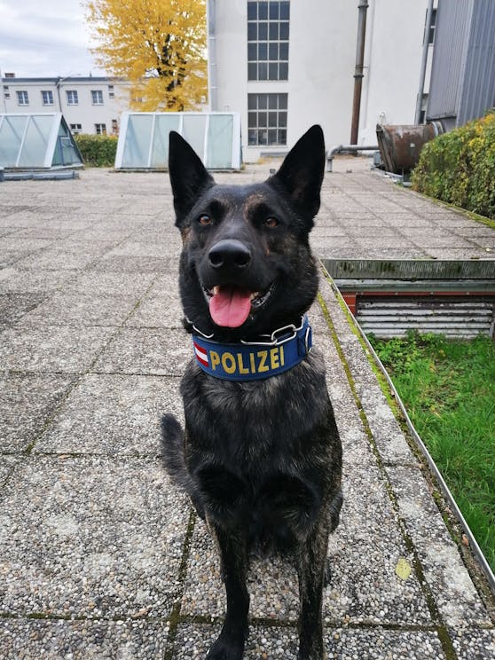 Der Polizeidiensthund "Major Lex" erstöberte in einer Wohnung in Wien-Penzing zwei mutmaßliche Einbrecher.