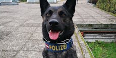 In Wohnung versteckt – Polizeihund fasst Einbrecher