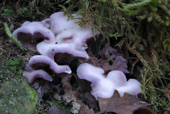 Chondrostereum purpureum verursacht bei Pflanzen die tödliche Silberblattkrankheit (Bild).