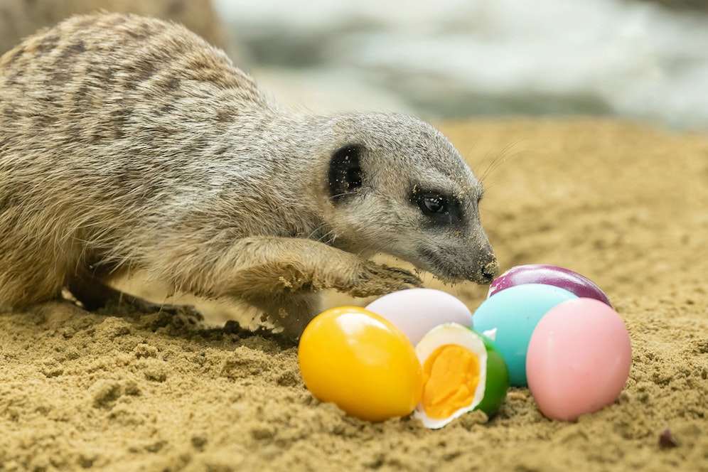In der Wohngemeinschaft der Erdmännchen und Bärenstummelaffen war schon der Osterhase da.&nbsp;