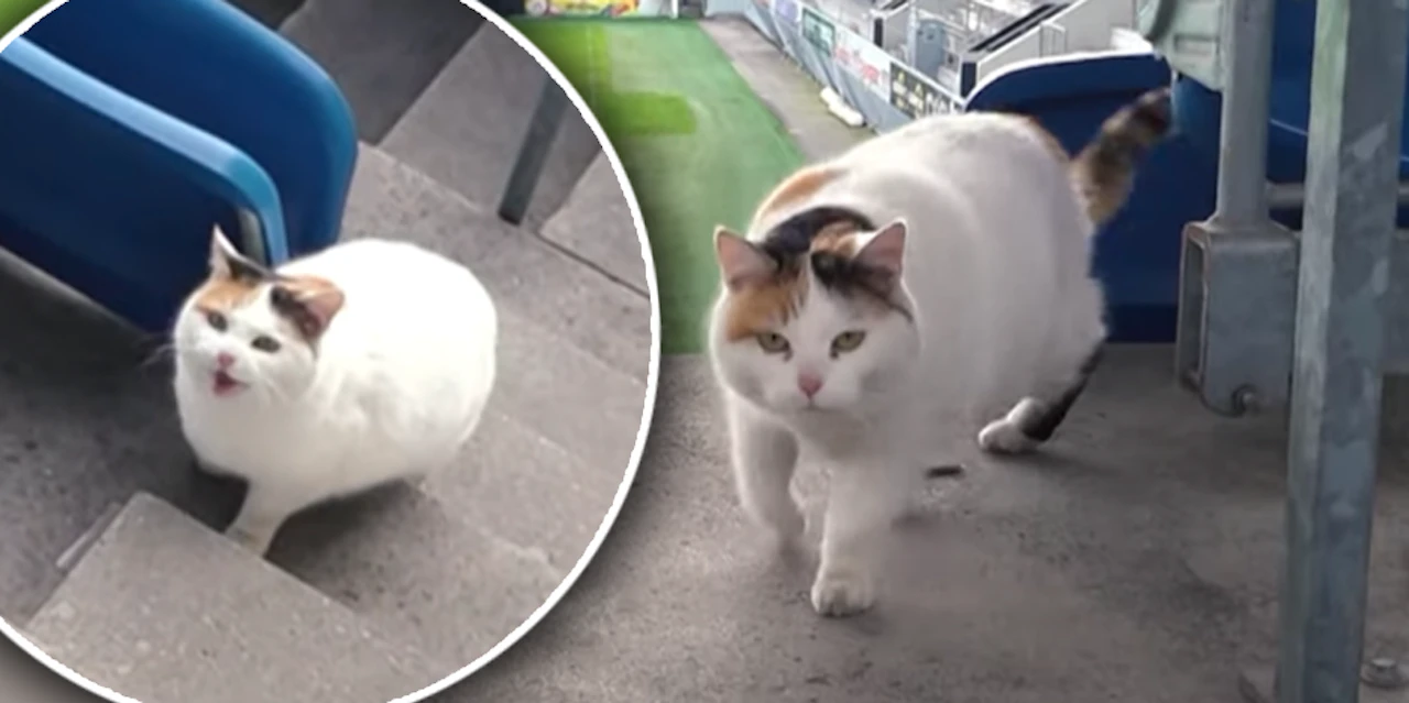 Heute.at - Flauschiger Fan! Süße Katze lebt im Bundesliga-Stadion