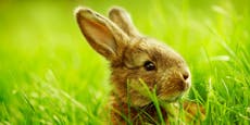 Kaninchen im Osternest? Bitte nicht!