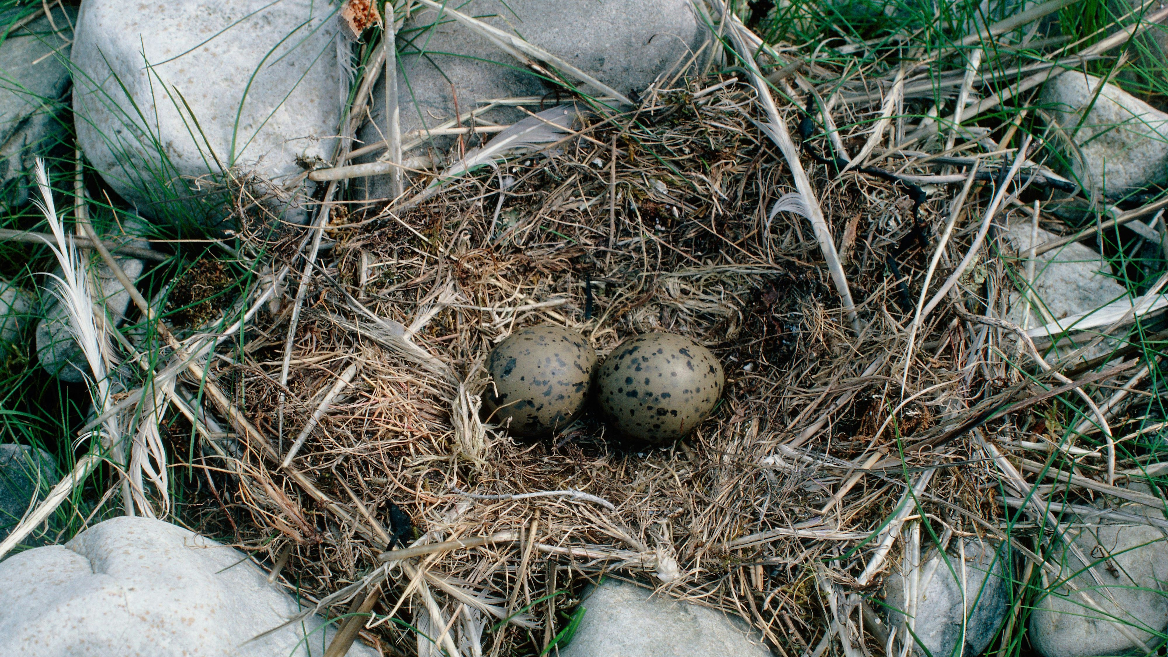 Möweneier (Symbolbild)