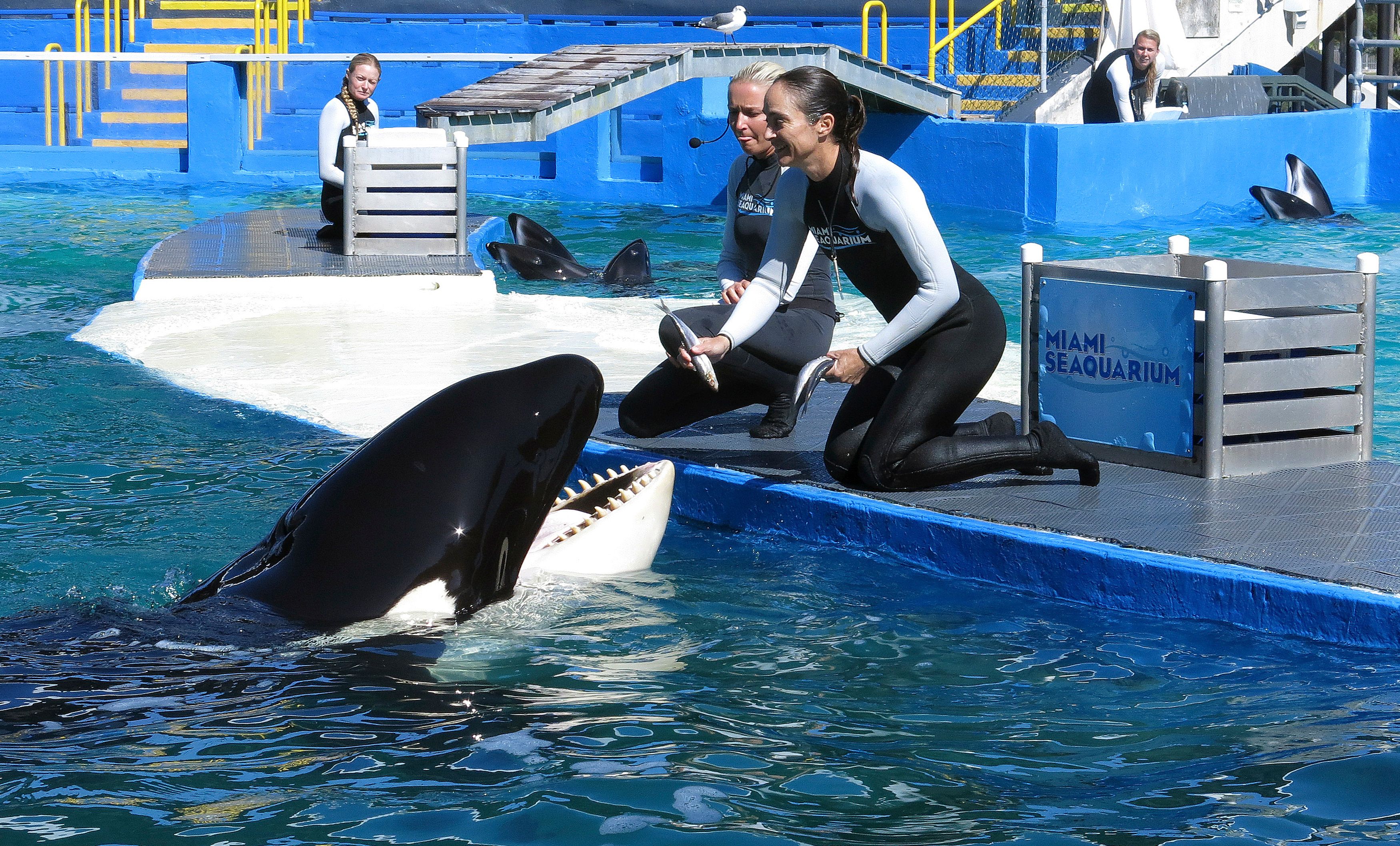 Lolita the Killer Whale is fed a fish by a trainer during a show at the Miami Seaquarium in Miami January 21, 2015.  In the coming days the National Oceanic and Atmospheric Administration will decide whether to list Lolita as endangered, clearing the way for groups to pressure the aquarium to retire her from performing and send her back to the waters off Washington state where they will try to reunite her with her family.  Picture taken January 21, 2015.  REUTERS/Andrew Innerarity  (UNITED STATES - Tags: ANIMALS ENVIRONMENT SOCIETY)