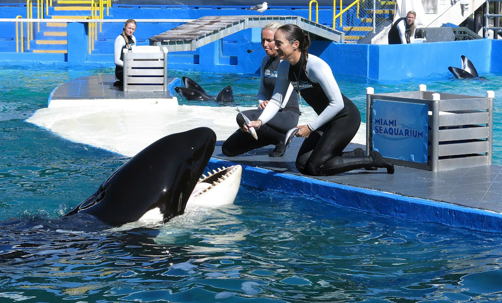 Das 57-jährige Orca-Weibchen Lolita ist das älteste, das in Gefangenschaft lebt.